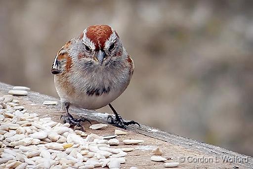 Sparrow On A Feeding Table_DSCF00236.jpg - American Tree Sparrow (Spizella arborea) photographed at Ottawa, Ontario, Canada.